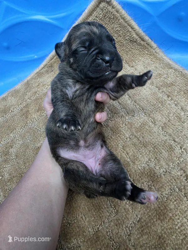 Black brindle  – Cane Corso puppy for sale in Landrum, SC