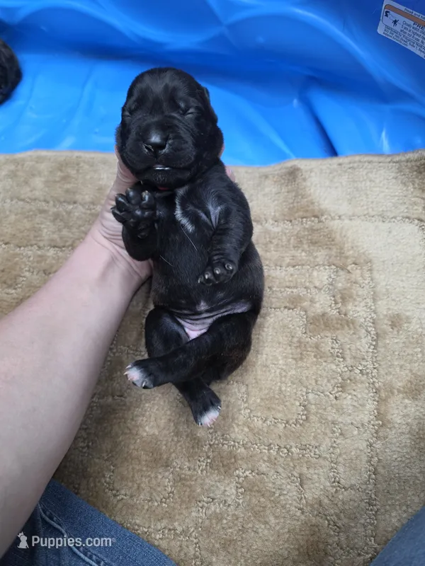 Black brindle  mostly black – Cane Corso puppy on hold in Landrum, SC