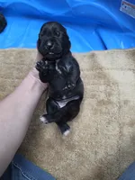 Black brindle  mostly black , a female Cane Corso for sale in Landrum, SC – 2 of 3