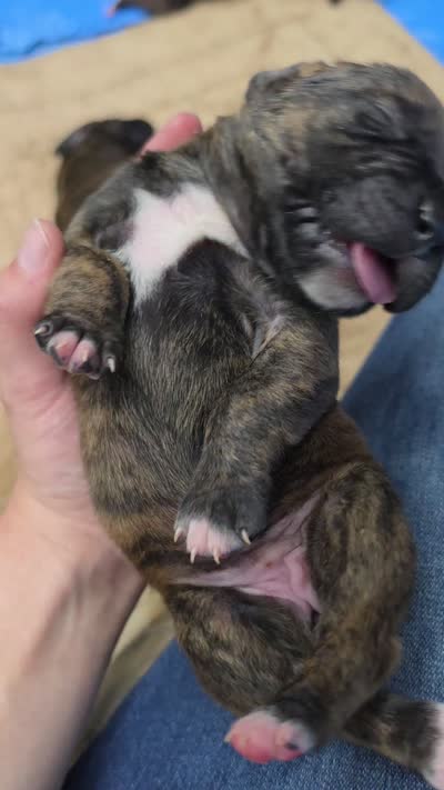 Black brindle , a female Cane Corso for sale in Landrum, SC – 5 of 5