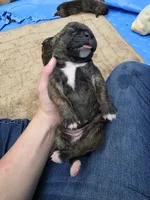 Black brindle , a female Cane Corso for sale in Landrum, SC – 4 of 5