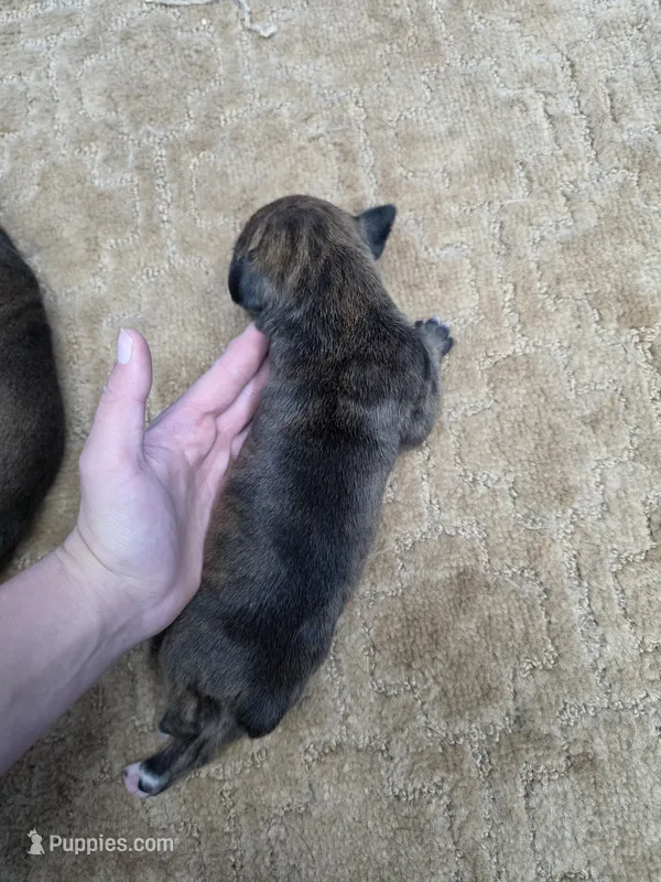Black brindle  – Cane Corso puppy for sale in Landrum, SC