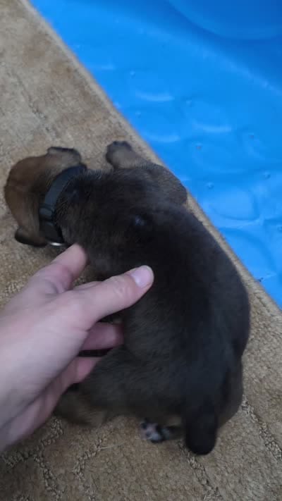 Fawn male , a male Cane Corso for sale in Landrum, SC – 4 of 4