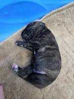 Black brindle , a female Cane Corso for sale in Landrum, SC – 2 of 3