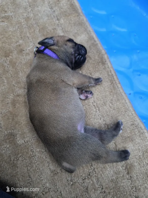 Fawn female – Cane Corso puppy for sale in Landrum, SC