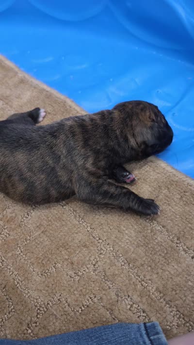 Black brindle , a female Cane Corso for sale in Landrum, SC – 3 of 3