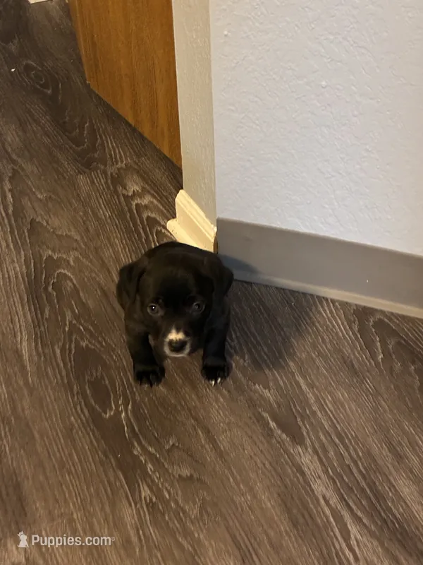 Blaze – American Pit Bull Terrier puppy for sale in Grand Rapids, MI