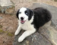 REMINGTON - AKC MALE, a male Australian Shepherd for sale in Norwood, NC – Photo 3 of 6