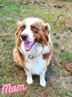 REMINGTON - AKC MALE, a male Australian Shepherd for sale in Norwood, NC – Photo 5 of 6