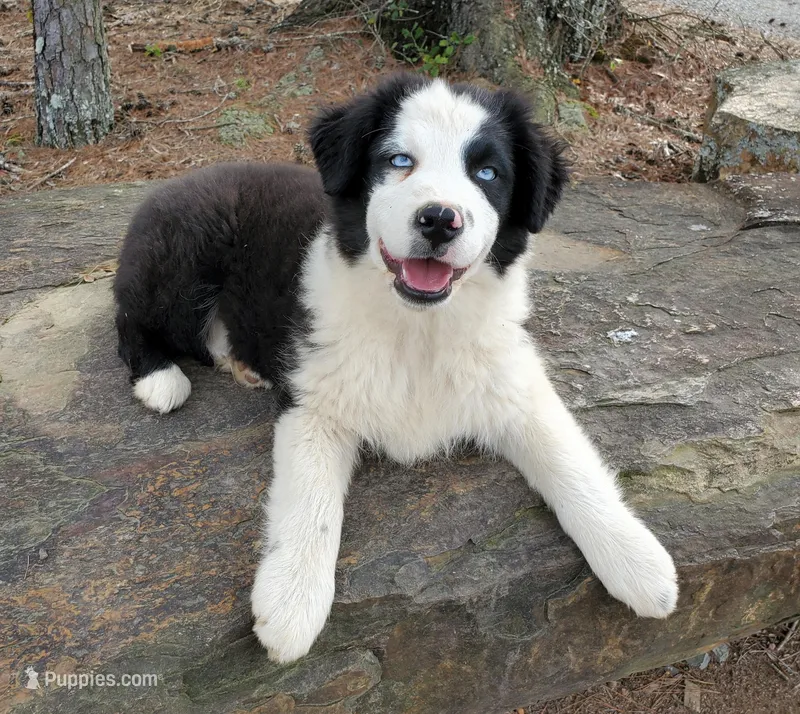 REMINGTON - AKC MALE – Australian Shepherd puppy for sale in Norwood, NC
