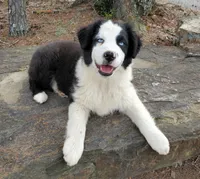 REMINGTON - AKC MALE, a male Australian Shepherd for sale in Norwood, NC – Photo 1 of 6