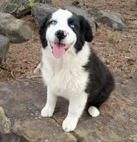 REMINGTON - AKC MALE, a male Australian Shepherd for sale in Norwood, NC – Photo 4 of 6