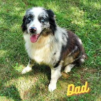 REMINGTON - AKC MALE, a male Australian Shepherd for sale in Norwood, NC – Photo 6 of 6