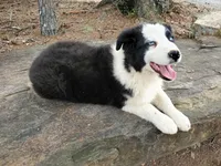 REMINGTON - AKC MALE, a male Australian Shepherd for sale in Norwood, NC – Photo 2 of 6