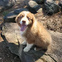 MONACO - AKC MALE, a male Australian Shepherd for sale in Norwood, NC – Photo 1 of 4