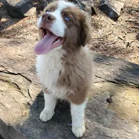 MONACO - AKC MALE, a male Australian Shepherd for sale in Norwood, NC – Photo 3 of 4