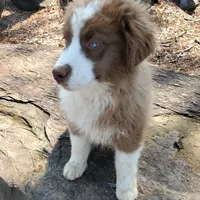MONACO - AKC MALE, a male Australian Shepherd for sale in Norwood, NC – Photo 4 of 4