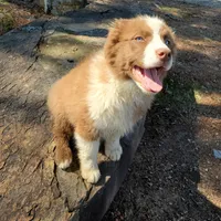 MONACO - AKC MALE, a male Australian Shepherd for sale in Norwood, NC – Photo 2 of 4