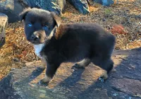 BENTLEY - AKC MALE, a male Australian Shepherd for sale in Norwood, NC – Photo 8 of 8