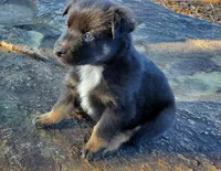 BENTLEY - AKC MALE, a male Australian Shepherd for sale in Norwood, NC – Photo 7 of 8