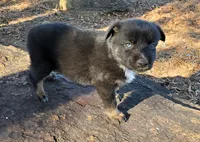 BENTLEY - AKC MALE, a male Australian Shepherd for sale in Norwood, NC – Photo 5 of 8