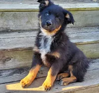 BENTLEY - AKC MALE, a male Australian Shepherd for sale in Norwood, NC – Photo 3 of 8