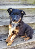 BENTLEY - AKC MALE, a male Australian Shepherd for sale in Norwood, NC – Photo 1 of 8