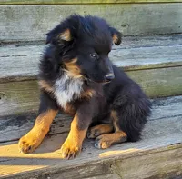 BENTLEY - AKC MALE, a male Australian Shepherd for sale in Norwood, NC – Photo 2 of 8