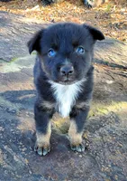 BENTLEY - AKC MALE, a male Australian Shepherd for sale in Norwood, NC – Photo 4 of 8
