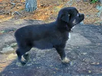 BENTLEY - AKC MALE, a male Australian Shepherd for sale in Norwood, NC – Photo 6 of 8