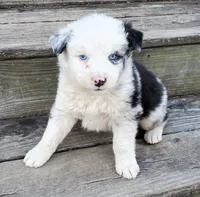 DAMASCUS - AKC MALE, a male Australian Shepherd for sale in Norwood, NC – Photo 1 of 3