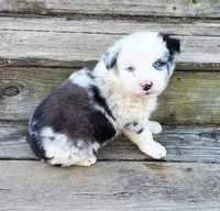 DAMASCUS - AKC MALE, a male Australian Shepherd for sale in Norwood, NC – Photo 2 of 3