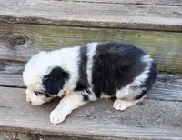 DAMASCUS - AKC MALE, a male Australian Shepherd for sale in Norwood, NC – Photo 3 of 3