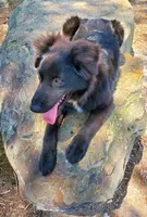 FRANK ASCA, a male Australian Shepherd for sale in Norwood, NC – Photo 3 of 5