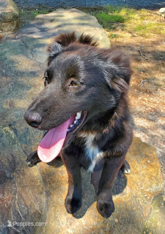 FRANK ASCA, a male Australian Shepherd for sale in Norwood, NC – Photo 1 of 5