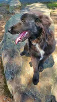 FRANK ASCA, a male Australian Shepherd for sale in Norwood, NC – Photo 2 of 5