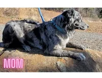 FRANK ASCA, a male Australian Shepherd for sale in Norwood, NC – Photo 4 of 5