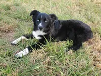 POPPY - AKC FEMALE, a female Australian Shepherd for sale in Norwood, NC – Photo 10 of 10