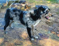 POPPY - AKC FEMALE, a female Australian Shepherd for sale in Norwood, NC – Photo 10 of 10