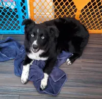 POPPY - AKC FEMALE, a female Australian Shepherd for sale in Norwood, NC – Photo 4 of 10