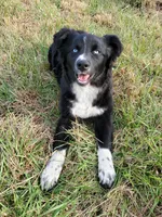 POPPY - AKC FEMALE, a female Australian Shepherd for sale in Norwood, NC – Photo 1 of 10