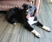 POPPY - AKC FEMALE, a female Australian Shepherd for sale in Norwood, NC – Photo 5 of 10