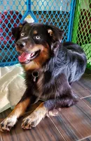 POPPY - AKC FEMALE, a female Australian Shepherd for sale in Norwood, NC – Photo 9 of 10