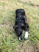 POPPY - AKC FEMALE, a female Australian Shepherd for sale in Norwood, NC – Photo 7 of 10