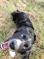 POPPY - AKC FEMALE, a female Australian Shepherd for sale in Norwood, NC – Photo 8 of 10