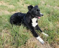 POPPY - AKC FEMALE, a female Australian Shepherd for sale in Norwood, NC – Photo 2 of 10