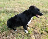 POPPY - AKC FEMALE, a female Australian Shepherd for sale in Norwood, NC – Photo 6 of 10