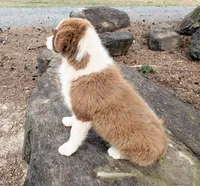 RUGER - AKC MALE, a male Australian Shepherd for sale in Norwood, NC – Photo 2 of 6