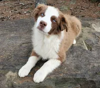 RUGER - AKC MALE, a male Australian Shepherd for sale in Norwood, NC – Photo 4 of 6