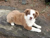 RUGER - AKC MALE, a male Australian Shepherd for sale in Norwood, NC – Photo 1 of 6